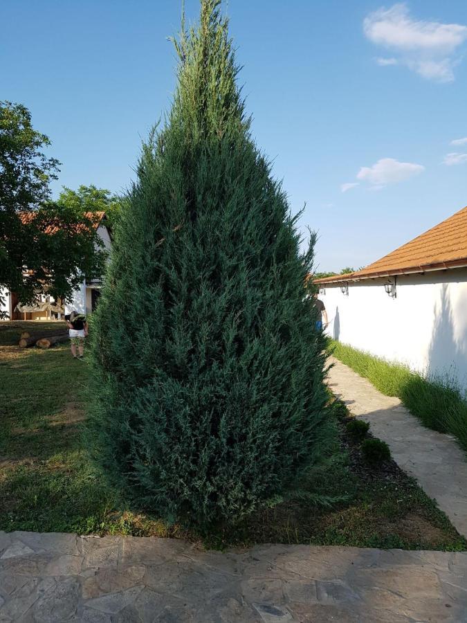 Vikendica Lesic Villa Cortanovci Dış mekan fotoğraf